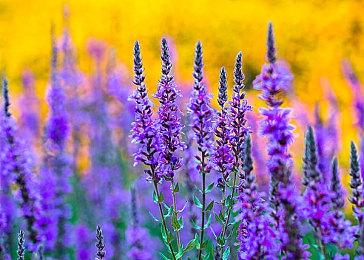 类魂游戏《遗迹（The Relic）》实机预告  发售日期待定